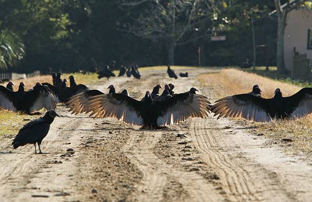 Vultures lined up with their wings out blocking the path at the Orlando Wetlands Park