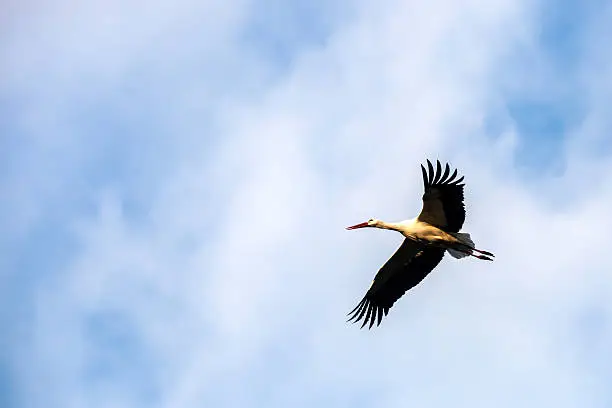 White-stork flying in a blue sky