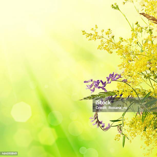 Fiori Di Prato Estate - Fotografie stock e altre immagini di Anniversario - Anniversario, Astratto, Bellezza naturale