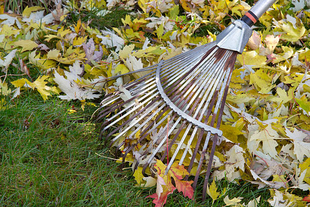 istock Raking autumn foliage in the garden 464591243