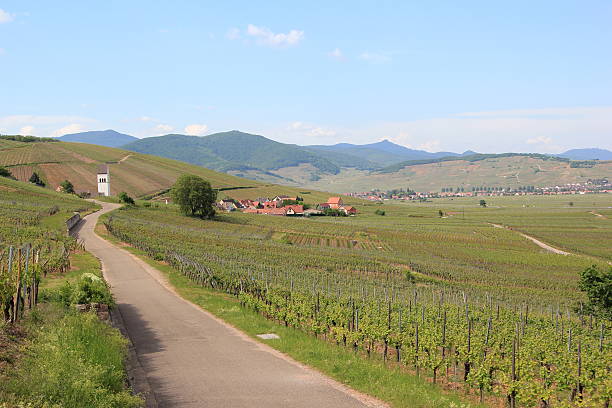 Vineyard of Alsace