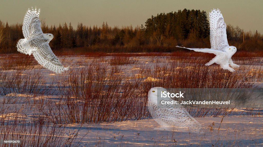 Snowy Owls Snowy Owl composite in northern Minnesota.  Taken at Sax Zim, MN. 2015 Stock Photo