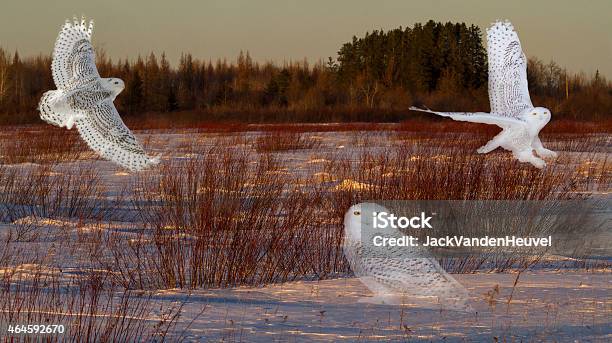 Snowy Owls Stock Photo - Download Image Now - 2015, Bird, Horizontal
