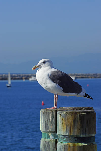 istock Sea Gull at Los Angeles Beach Pier 464592678