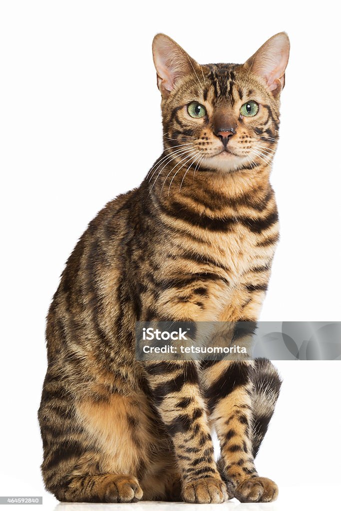 Bengal cat Domestic Cat Stock Photo
