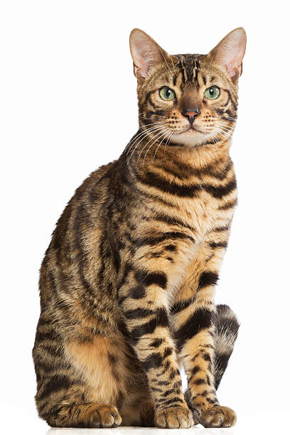 Bengal cat stock photo