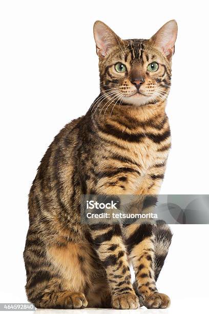 Bengal Cat Stock Photo - Download Image Now - Domestic Cat, White Background, Bengal Cat - Purebred Cat
