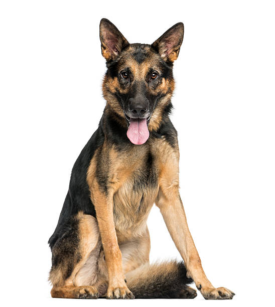 istock German Shepherd dog sitting, panting, looking at the camera 464592967