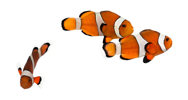 istock Group of Ocellaris clownfish, isolated on white 464593057