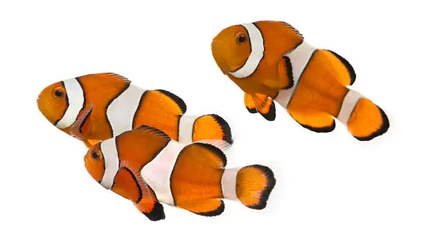 Photo of Three orange and white Ocellaris clownfish on white