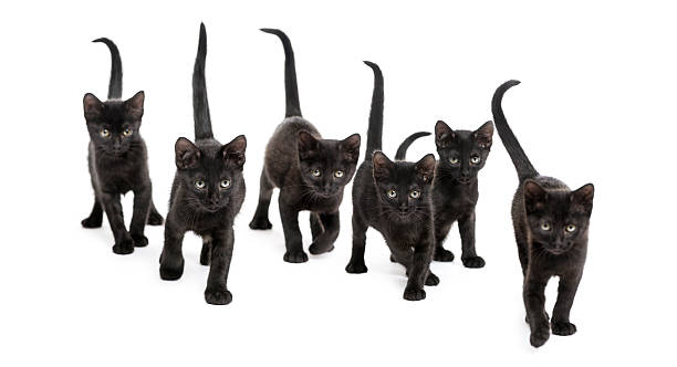 istock Group of Black kitten walking in the same direction 464593063