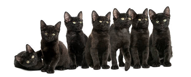 istock Group of Black kittens sitting together, 2 months old, isolated 464593097
