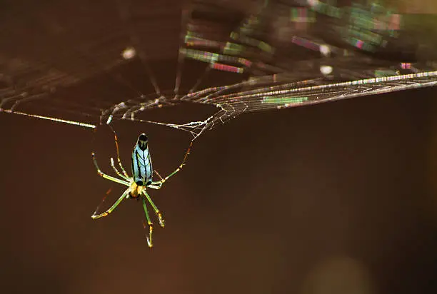 A colorful spider hanging from his spider web