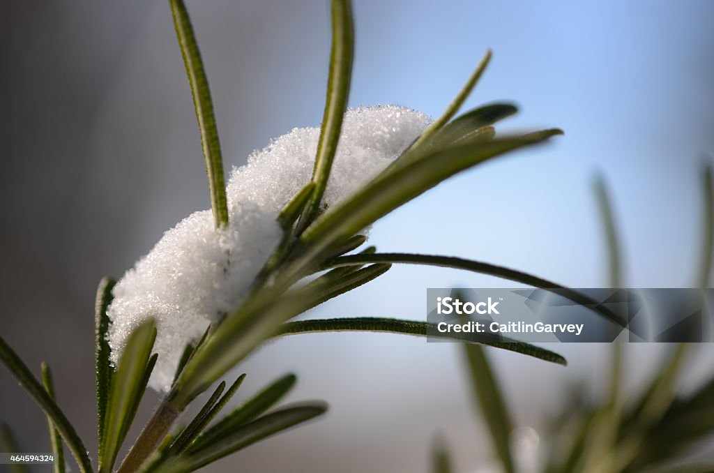 Snow on Rosemary Plants in the Garden Snow rests on rosemary fronds with blue sky  behind.   2015 Stock Photo