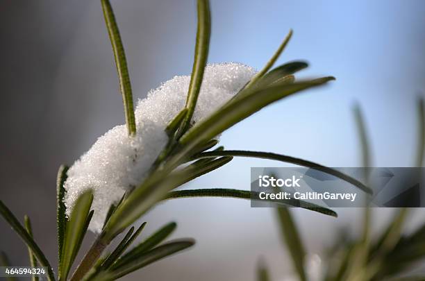 Snow On Rosemary Plants In The Garden Stock Photo - Download Image Now - 2015, Extreme Close-Up, Gardening