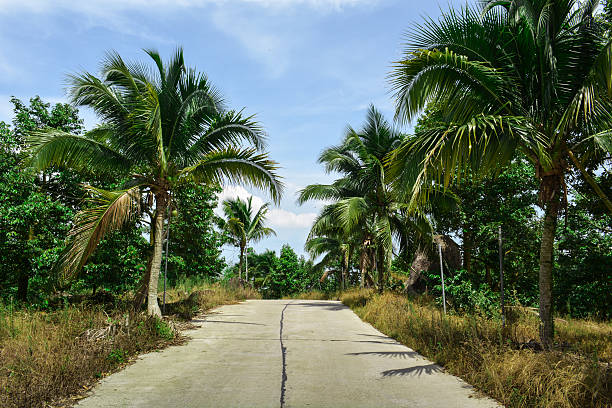 istock The road in the tropics surrounded by palm trees 464594420
