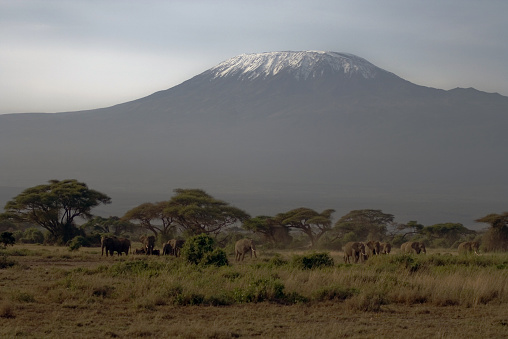 Kilimanjaro photo