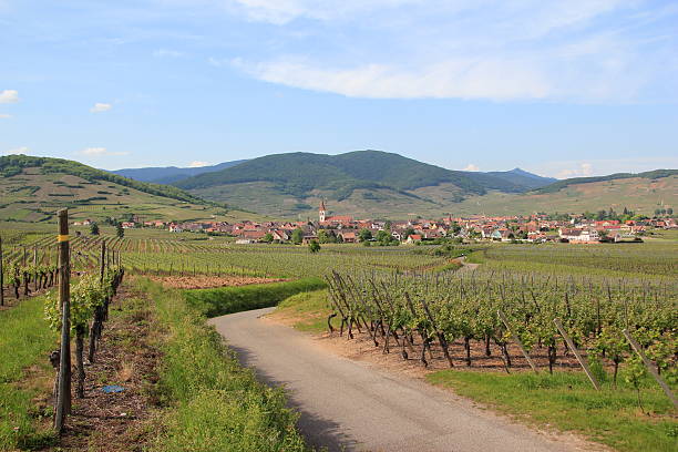 istock Vineyard of Alsace 464595589