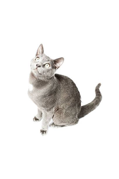 istock Grey kitten isolated on white background. European short hair. 464597069