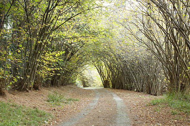 istock Country road though avenue of trees 464597884