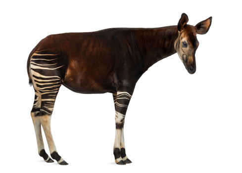 Okapi vista lateral de un parado, Okapia johnstoni, aislado photo