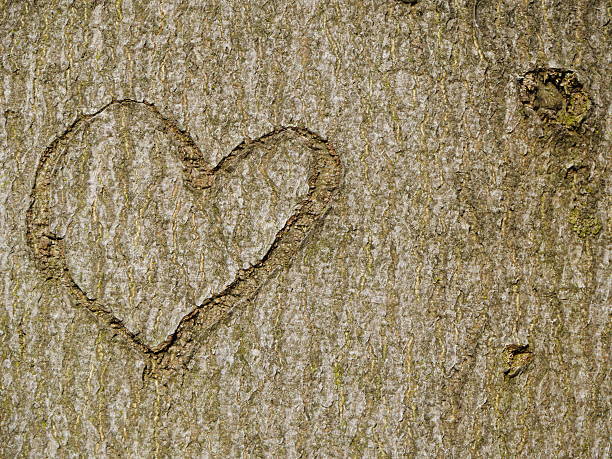 istock heart carved in tree trunk 464598291