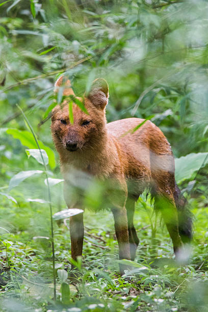 istock Dhole portrait 464598600
