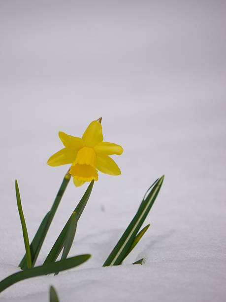 daffodils - daffodil winter narcissus yellow single flower fotografías e imágenes de stock