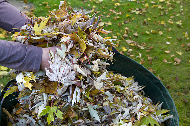 istock Collecting autumn foliage in the garden 464599083