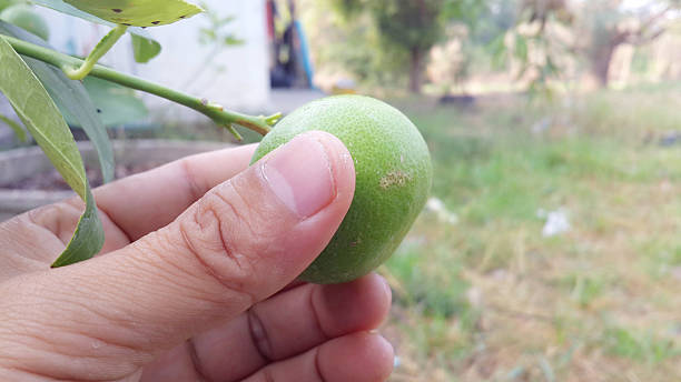 istock Lemon green and hand 464600946