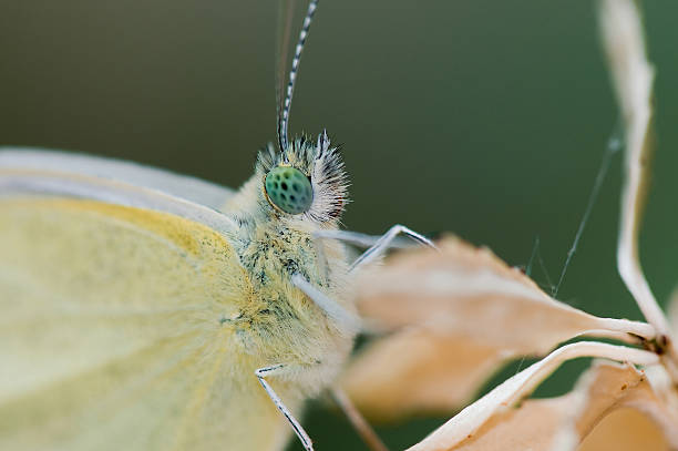 Extreme macro photography of a cabbage butterfly.