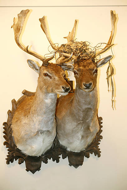 istock Two beautiful stuffed deer heads on the wall 464601646