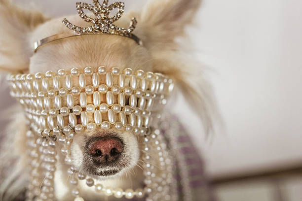 istock Marie antoniette chihuahua 464601756