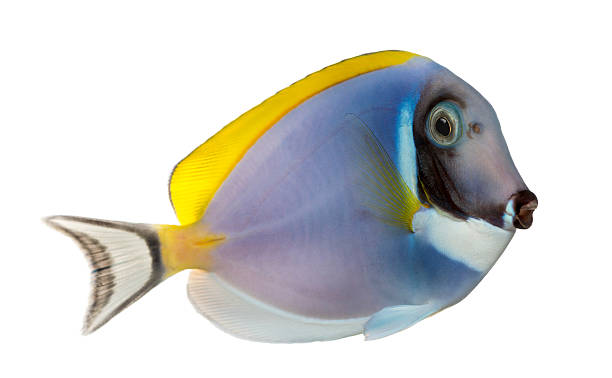 istock Side view of a Powder blue tang, Acanthurus leucosternon, isolated 464602605