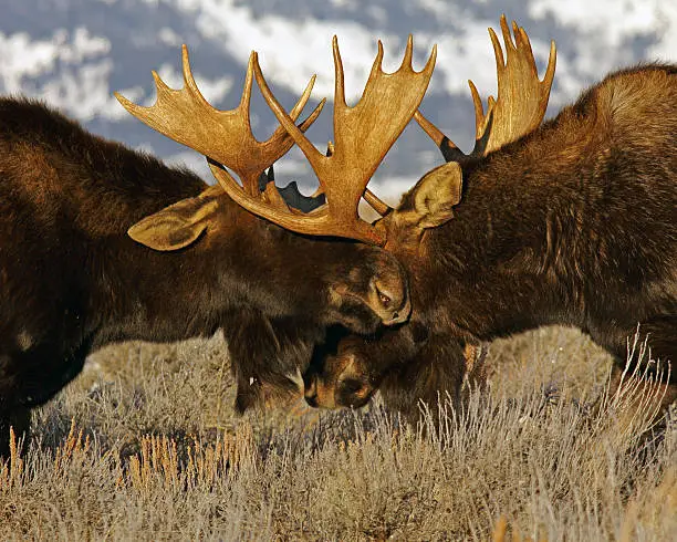 Photo of Two bull moose sparring in the Teton Mountains