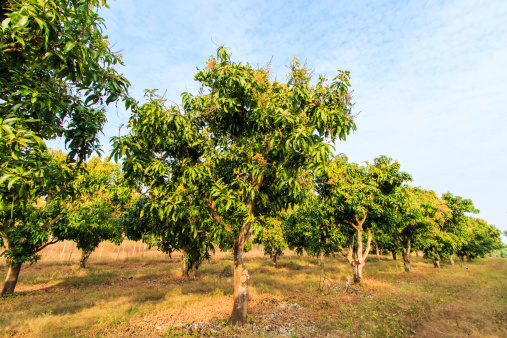 Mango orchards asia Thailand