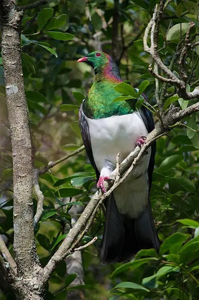 Photo of Kereru - New Zealand Wood Pigeon