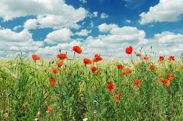 istock red poppies on green field under cloudy sky 464604516