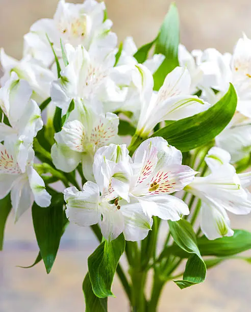 Photo of Alstroemeria flower