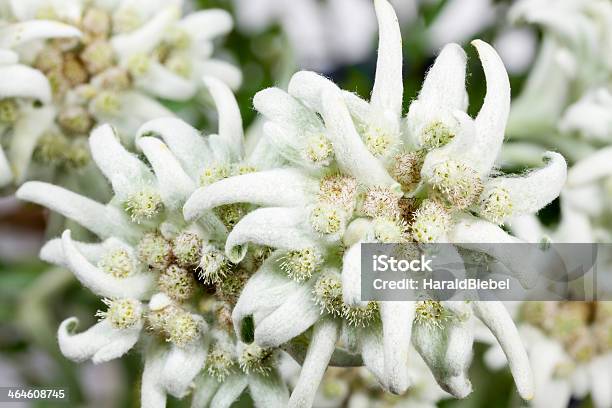 Blooming Edelweiss Flower Stock Photo - Download Image Now - Austria, Bavaria, Blossom