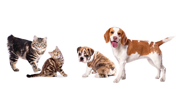 istock Kuril Bobtail cat and beagle dog 464609284