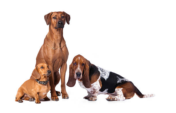 istock group of dogs 464609292