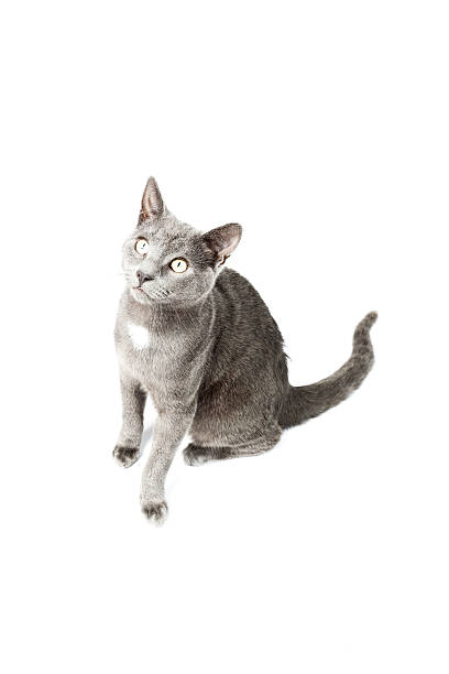 istock Grey kitten isolated on white background. European short hair. 464610439
