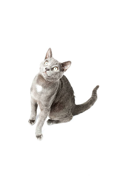 istock Grey kitten isolated on white background. European short hair. 464610707