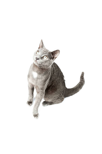 istock Grey kitten isolated on white background. European short hair. 464610747