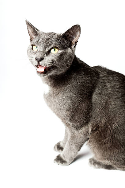 istock Grey kitten isolated on white background. European short hair. 464611097