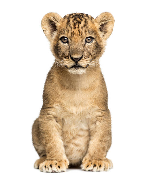 istock 7 week old lion cub sitting and looking at the camera 464611987