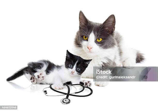 Cat Looking Stock Photo - Download Image Now - 2015, Animal, Animal Body Part