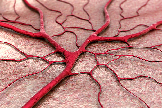 Capillary circulatory system, blood vessel human vein stock pictures, royalty-free photos & images