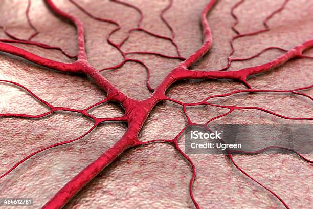 Capilar - Fotografias de stock e mais imagens de Capilar - Vaso sanguíneo - Capilar - Vaso sanguíneo, Vaso sanguíneo, Capilar - Artigo de Vidro de Laboratório